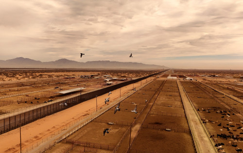 US could restrict Mexican livestock imports over screwworm worry, official says