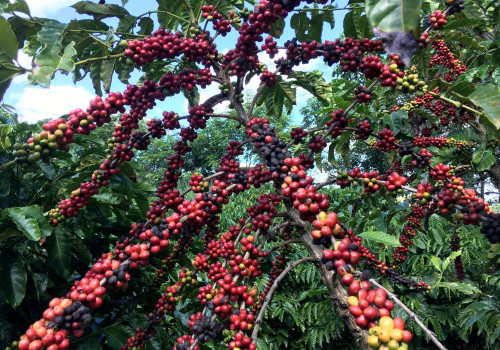 Trump’s coffee tariff change helps US roasters, hurts Brazil