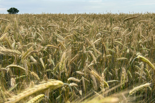 How Canada’s farmers are producing record crops despite droughts and floods