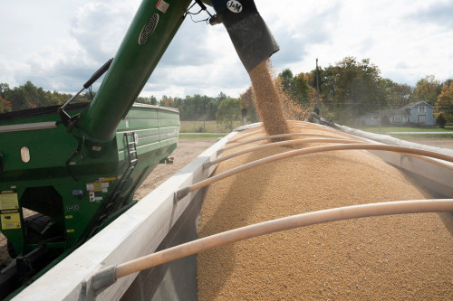 US farmers to sow more soybeans in 2026, less corn, USDA says