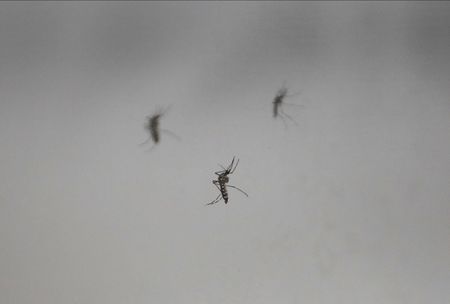 Scientists infect volunteers with Zika in hunt for vaccines, treatments